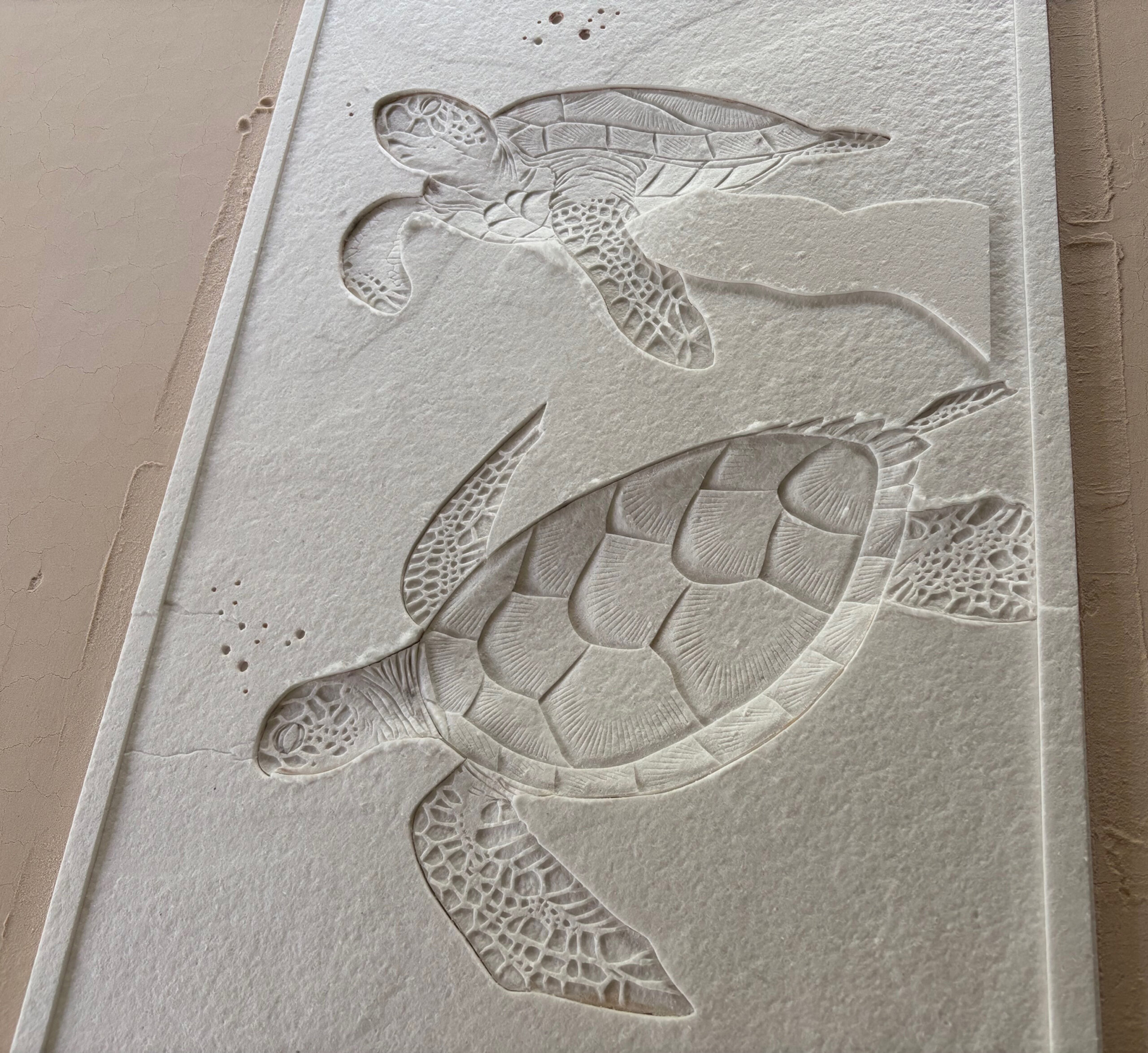 Turtles Mould Closeup Turtles Mould Closeup