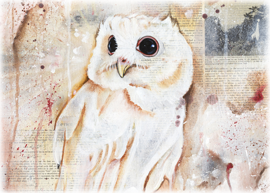 slideralbinoowl slideralbinoowl