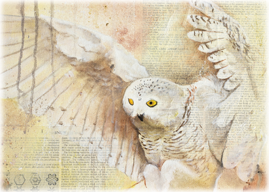 slidersnowyowl slidersnowyowl