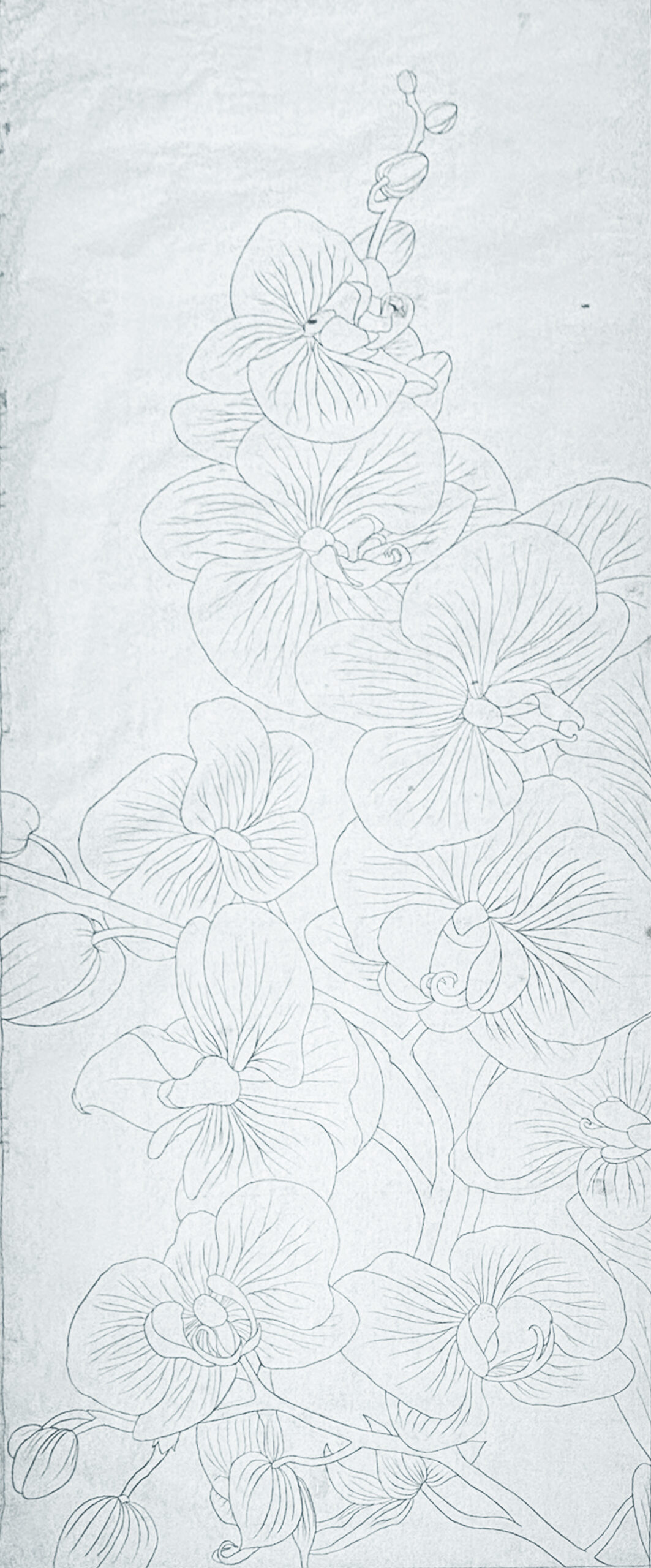 Kakzca Master Drawing
